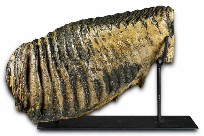 Woolly Mammoth Lower M Molar with Stand - North Sea Deposits #370335